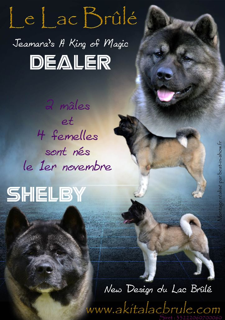 du Lac Brûlé - Shelby x Dealer