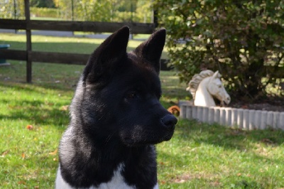 du Lac Brûlé - Best in Show Puppy pour Fyd'elle du Lac Brûlé