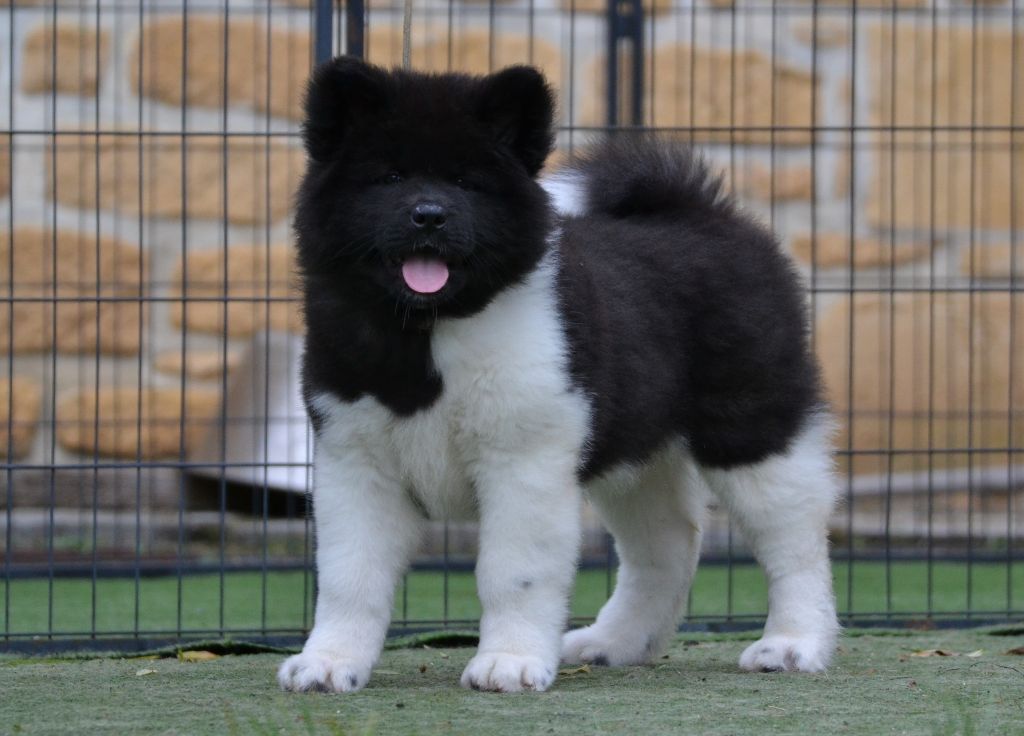 du Lac Brûlé - Chiot disponible  - Akita americain