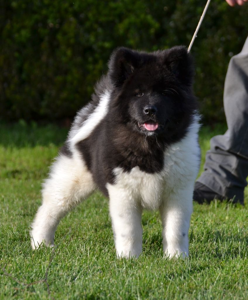 du Lac Brûlé - Chiot disponible  - Akita americain