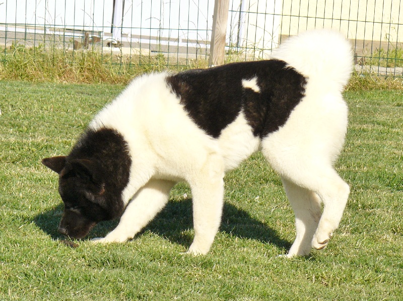 Himalaya dite bambou du Lac Brûlé