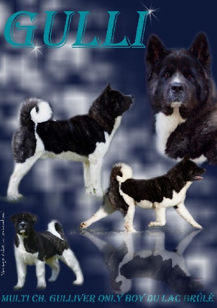 CH. Gulliver only boy du Lac Brûlé