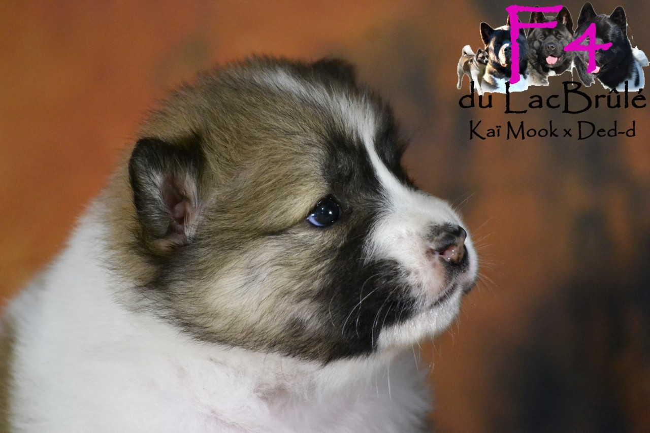 photos des bébés à 4 semaines