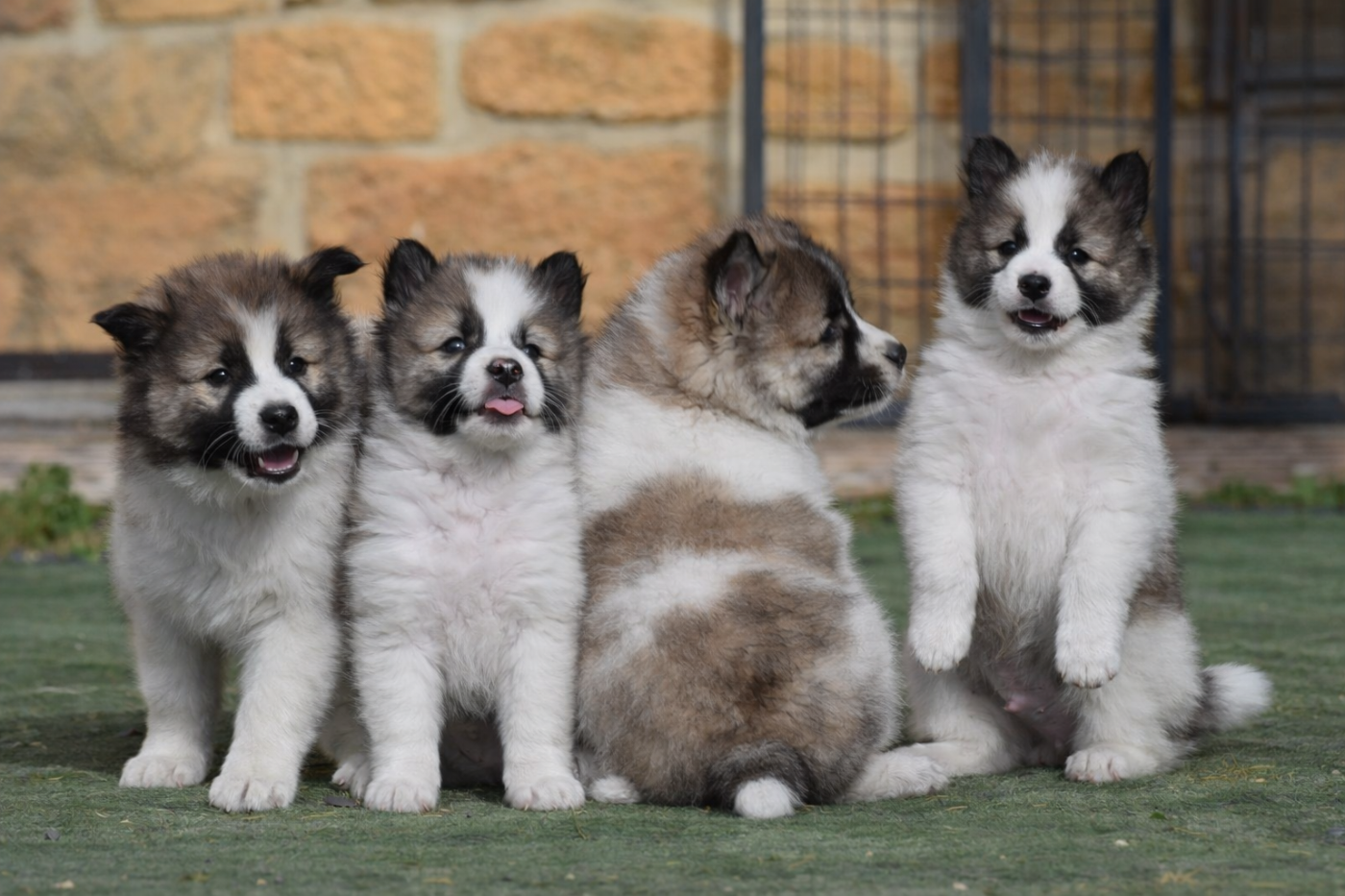 nouvelles photos à 7 semaines