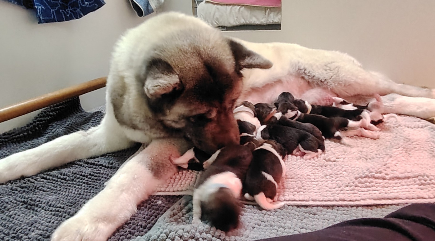 du Lac Brûlé - ....7 ? 8 ? 9 ?...non 10 !