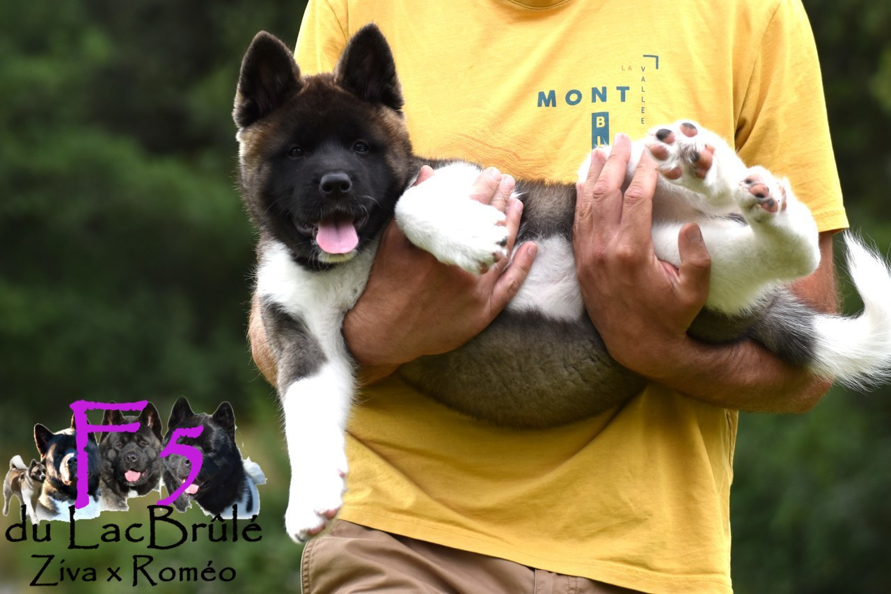 Quand accueillir son chiot ?