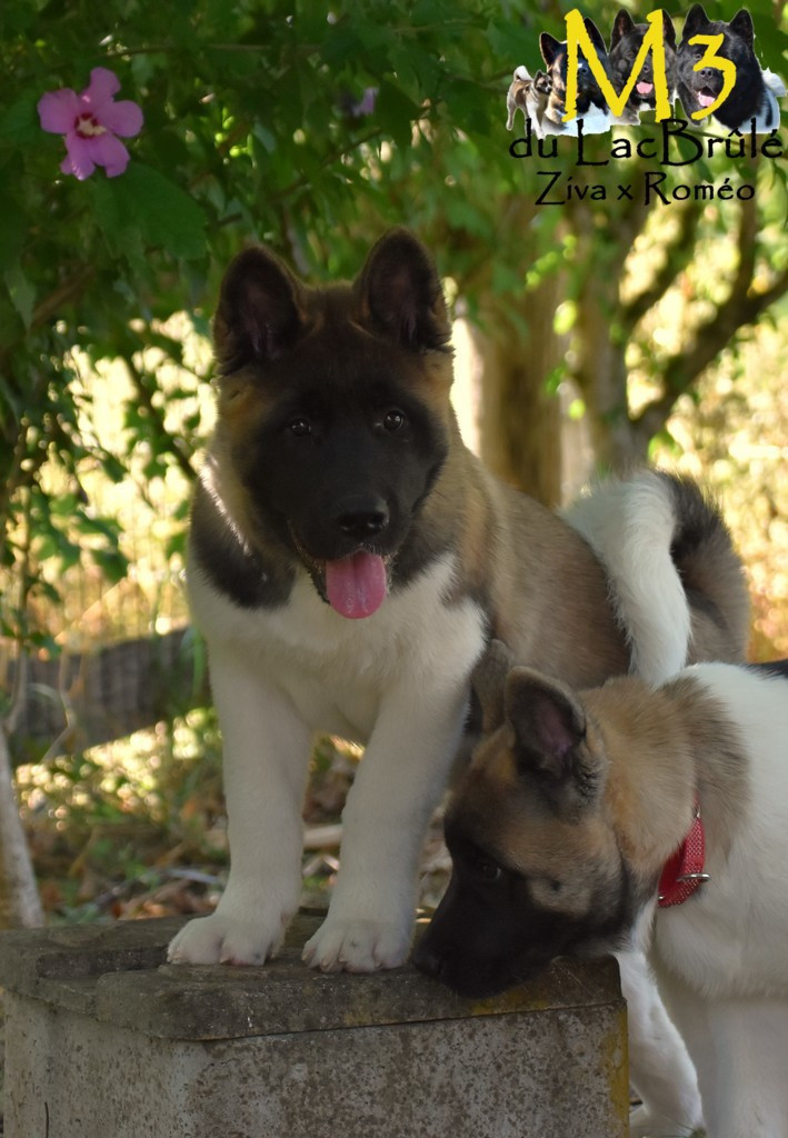 Chiots disponibles pour rejoindre familles 5 étoiles