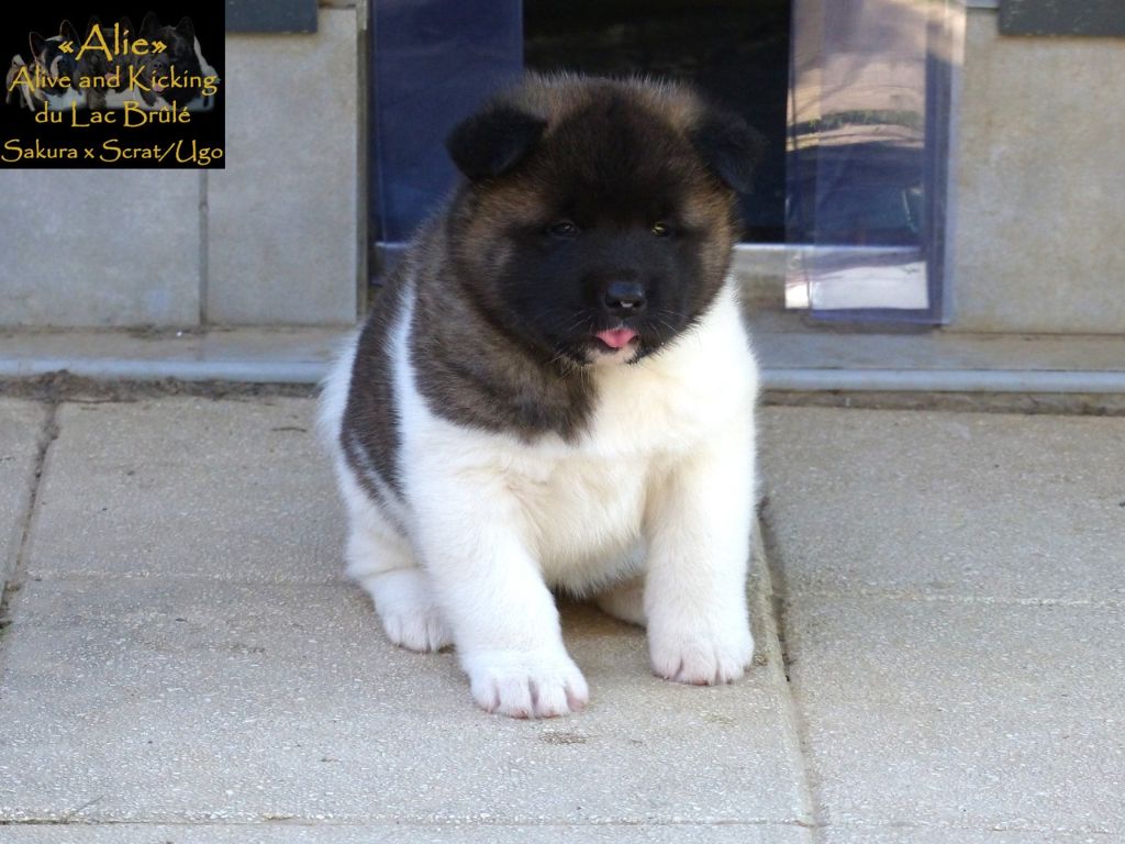 du Lac Brûlé - Chiots disponibles - Akita americain