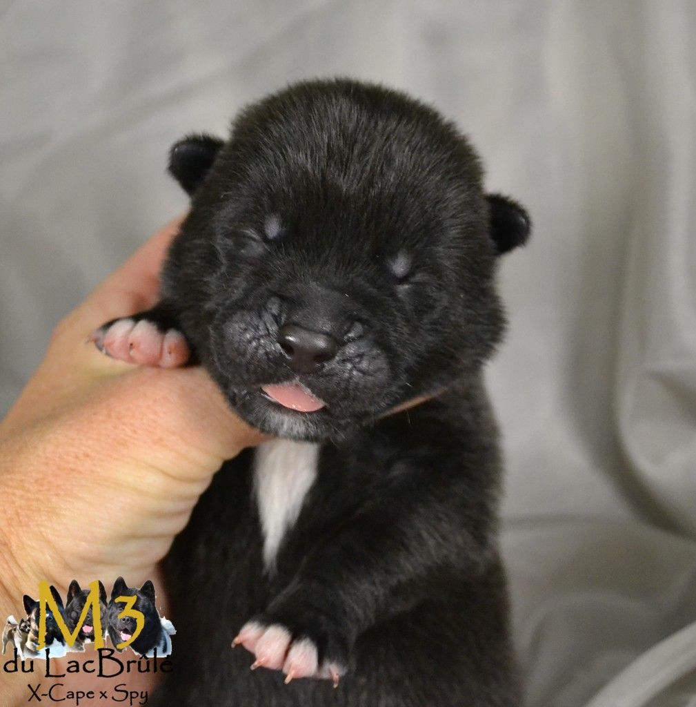 du Lac Brûlé - Chiots disponibles - Akita americain