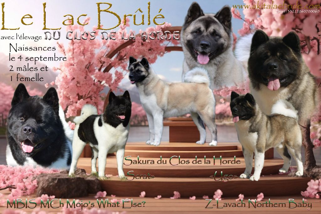 Chiot Akita americain du Lac Brûlé