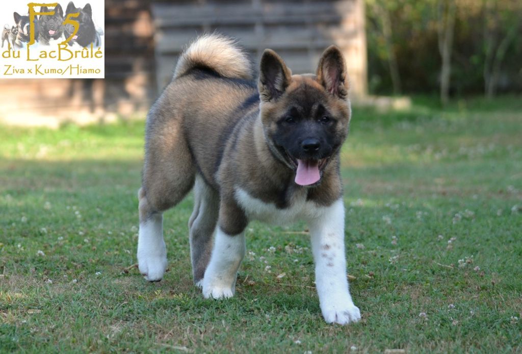 du Lac Brûlé - Chiots disponibles - Akita americain