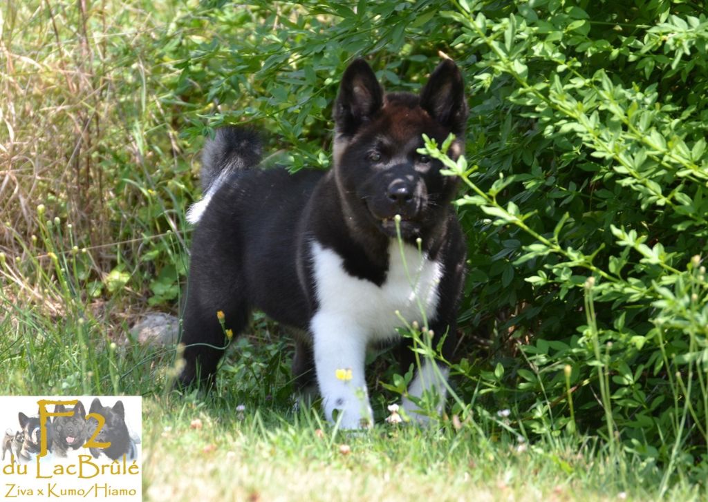 du Lac Brûlé - Chiots disponibles - Akita americain
