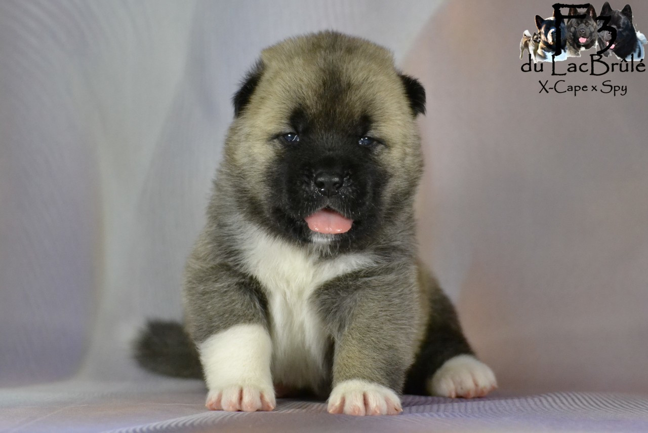 du Lac Brûlé - Chiots disponibles - Akita americain
