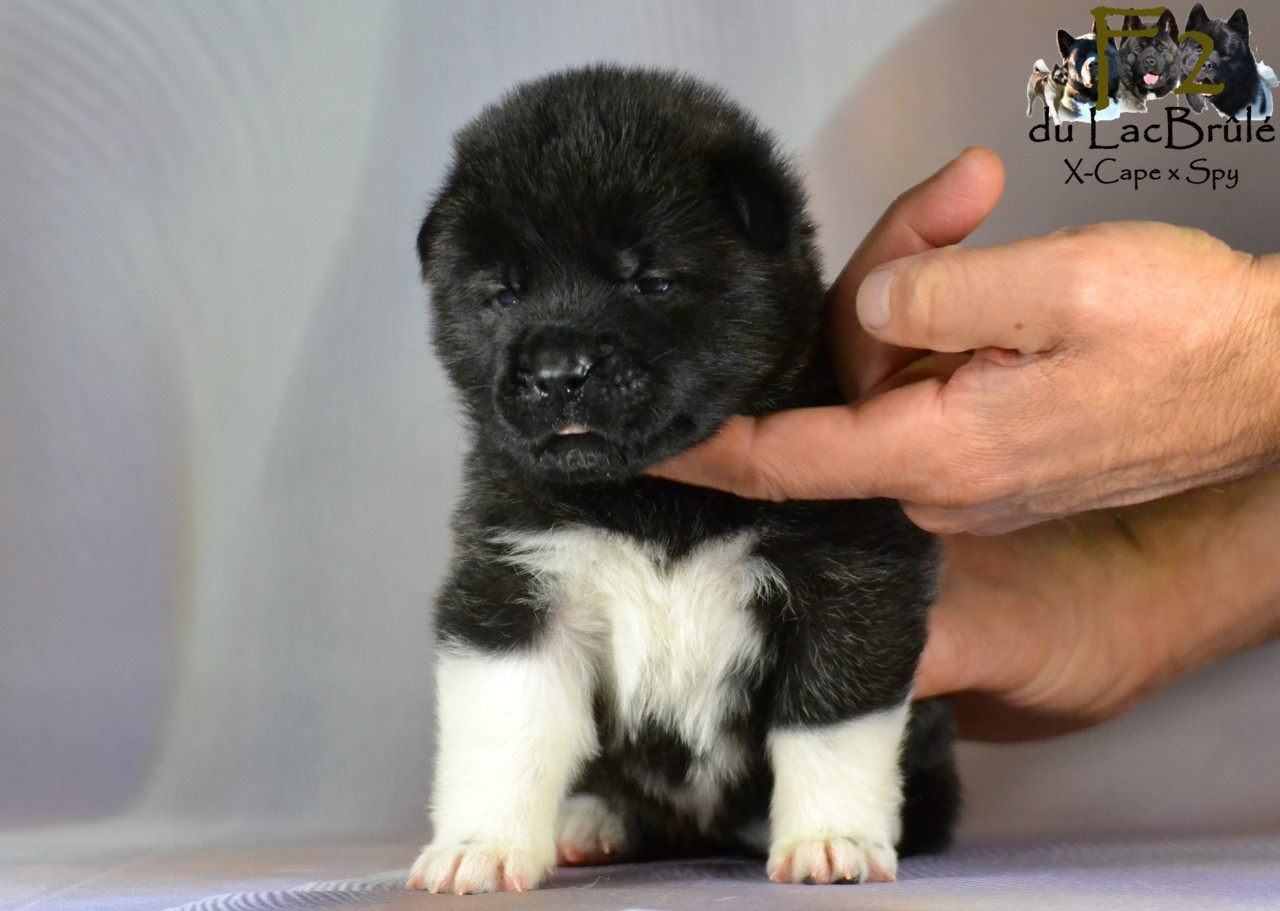 du Lac Brûlé - Chiots disponibles - Akita americain