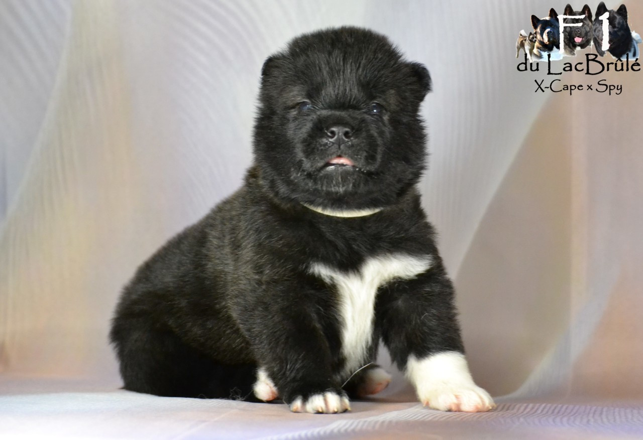 du Lac Brûlé - Chiots disponibles - Akita americain