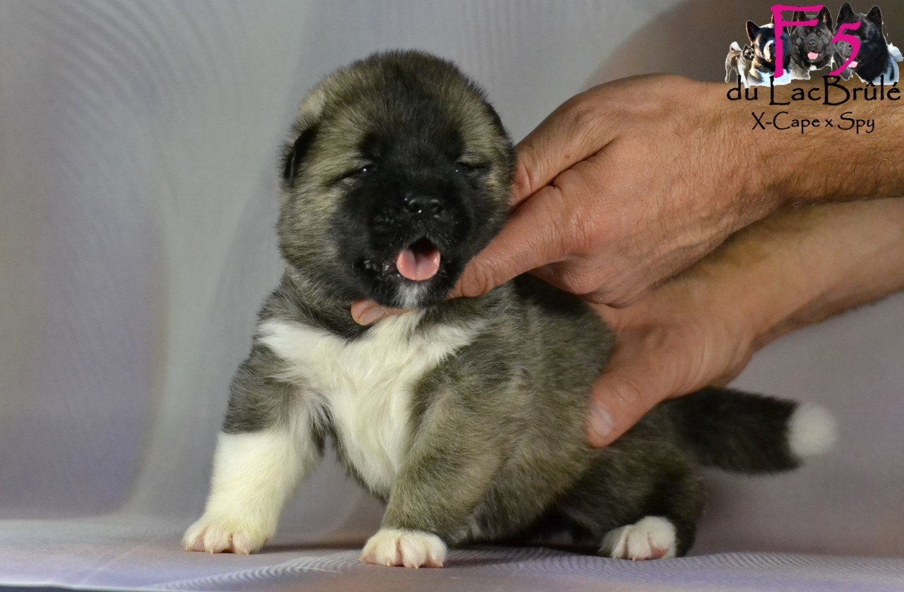 du Lac Brûlé - Chiots disponibles - Akita americain