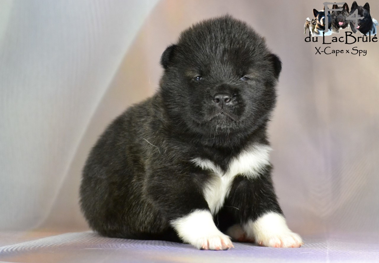 du Lac Brûlé - Chiots disponibles - Akita americain
