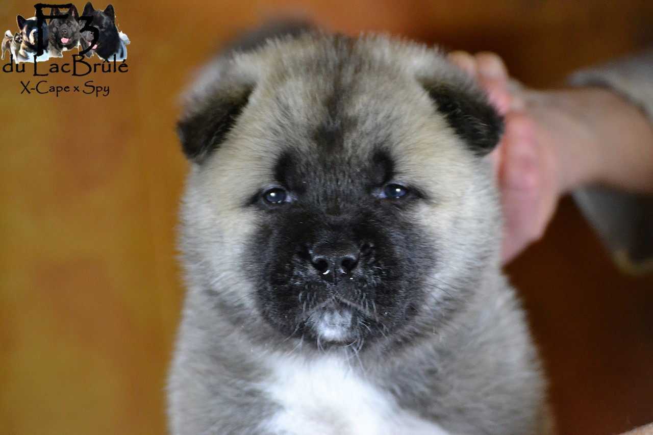 du Lac Brûlé - Chiots disponibles - Akita americain
