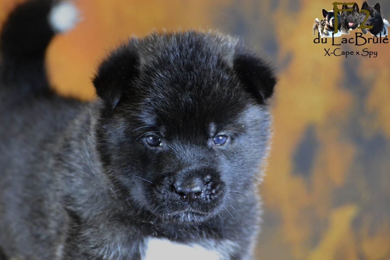 du Lac Brûlé - Chiots disponibles - Akita americain