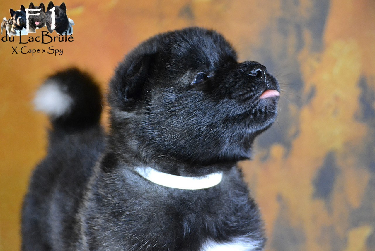 du Lac Brûlé - Chiots disponibles - Akita americain