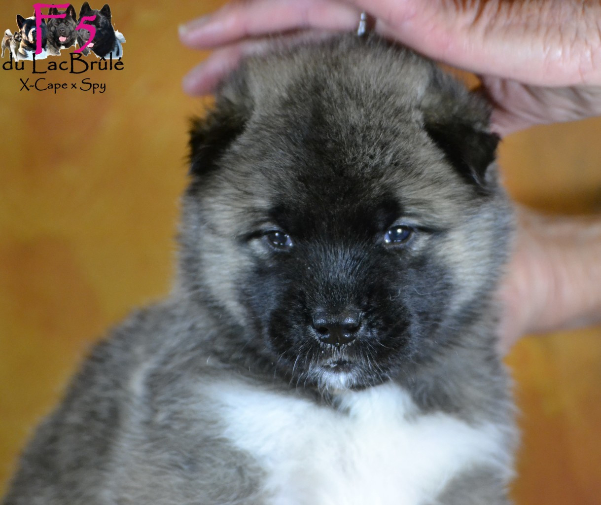 du Lac Brûlé - Chiots disponibles - Akita americain
