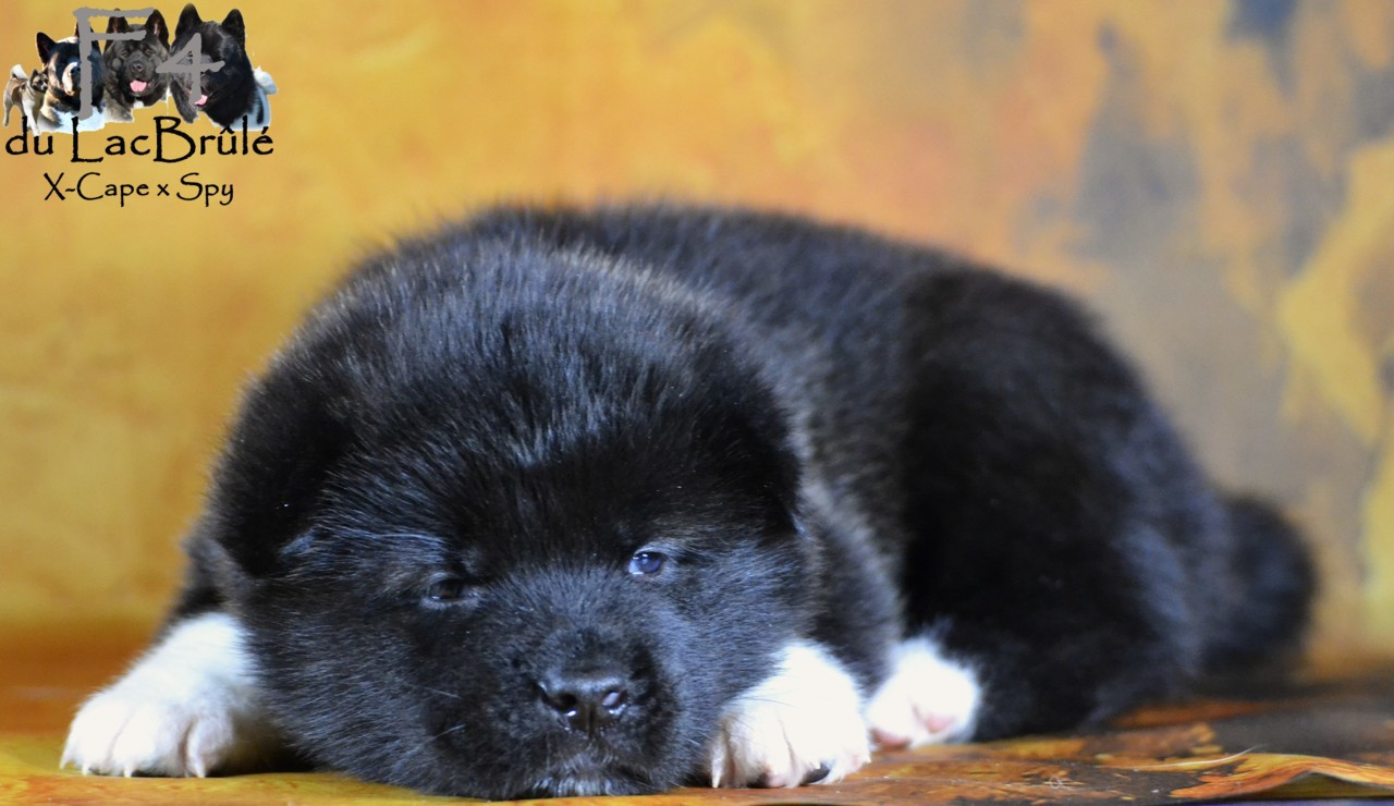 du Lac Brûlé - Chiots disponibles - Akita americain