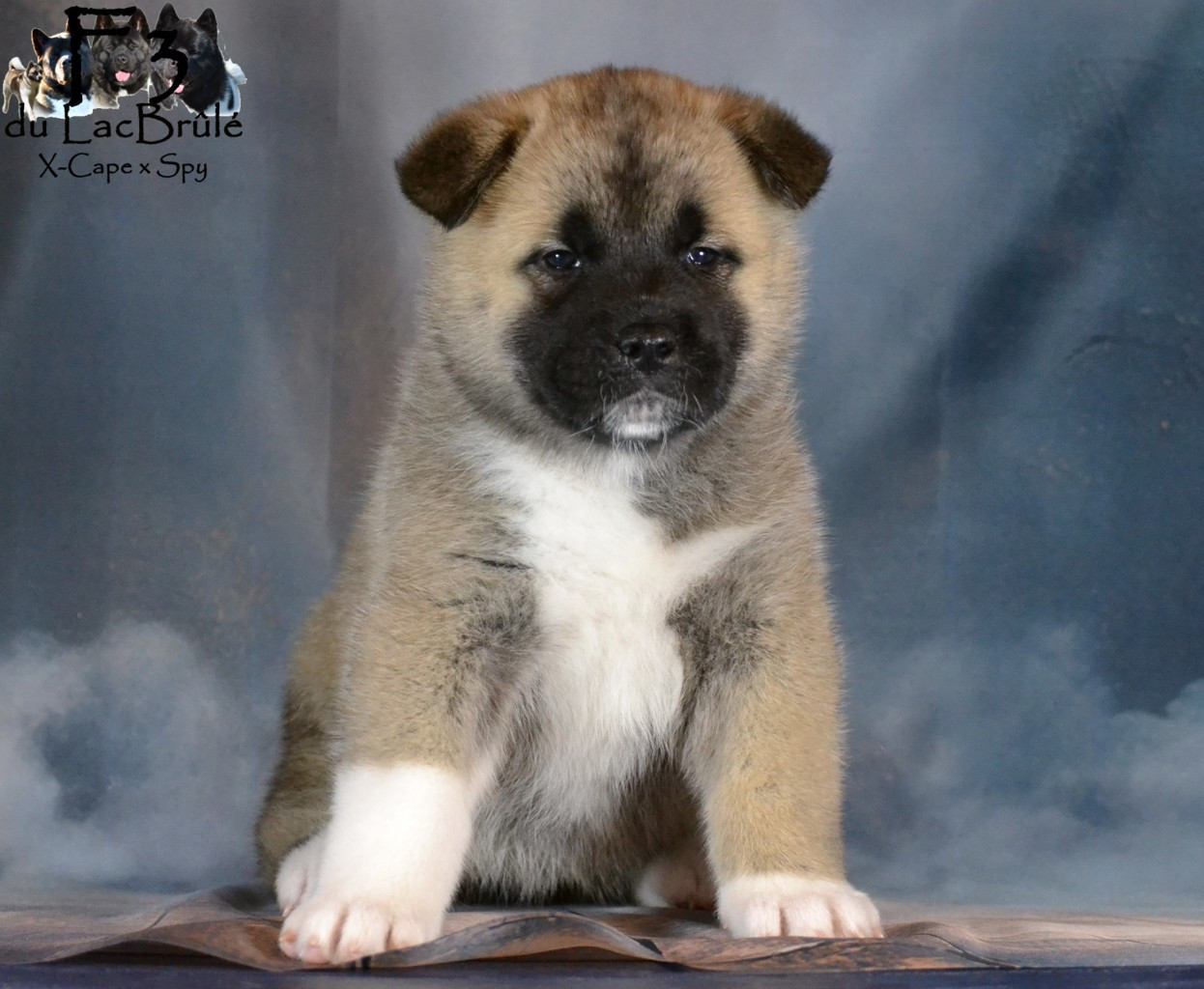 du Lac Brûlé - Chiots disponibles - Akita americain