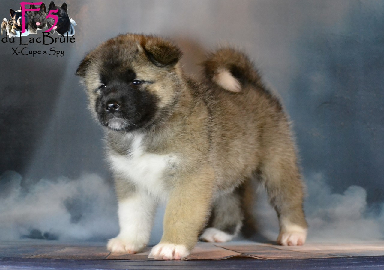 du Lac Brûlé - Chiots disponibles - Akita americain