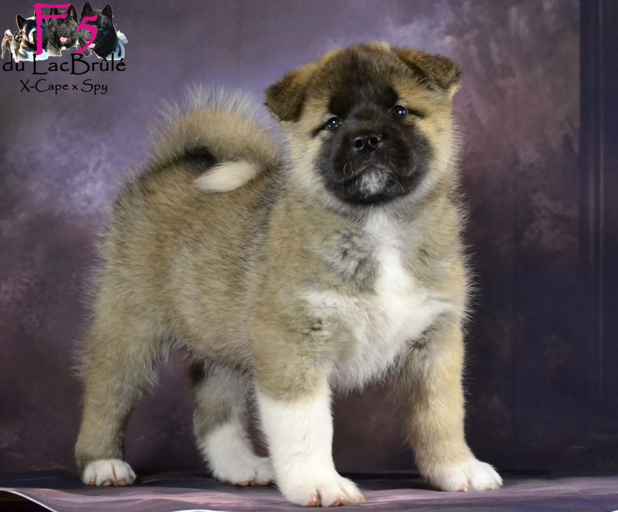 du Lac Brûlé - Chiots disponibles - Akita americain