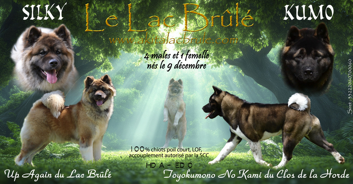 Chiot Akita americain du Lac Brûlé
