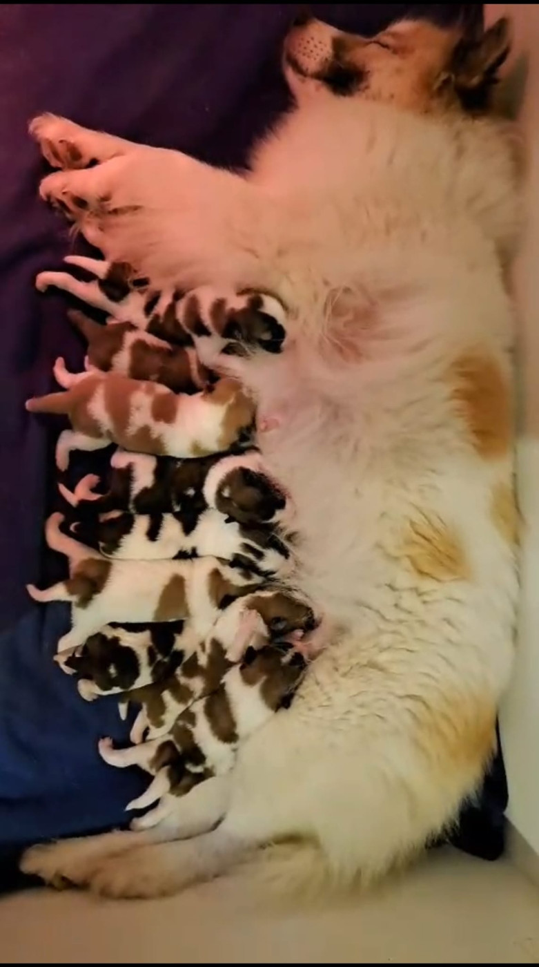 Chiot Bangkaew de Thailande du Lac Brûlé