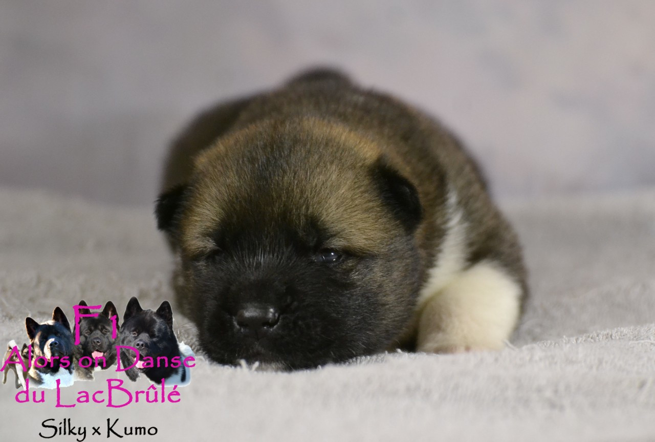 du Lac Brûlé - Chiots disponibles - Akita americain
