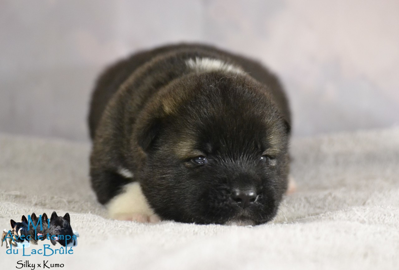 du Lac Brûlé - Chiots disponibles - Akita americain