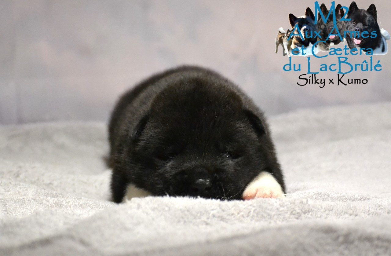 du Lac Brûlé - Chiots disponibles - Akita americain