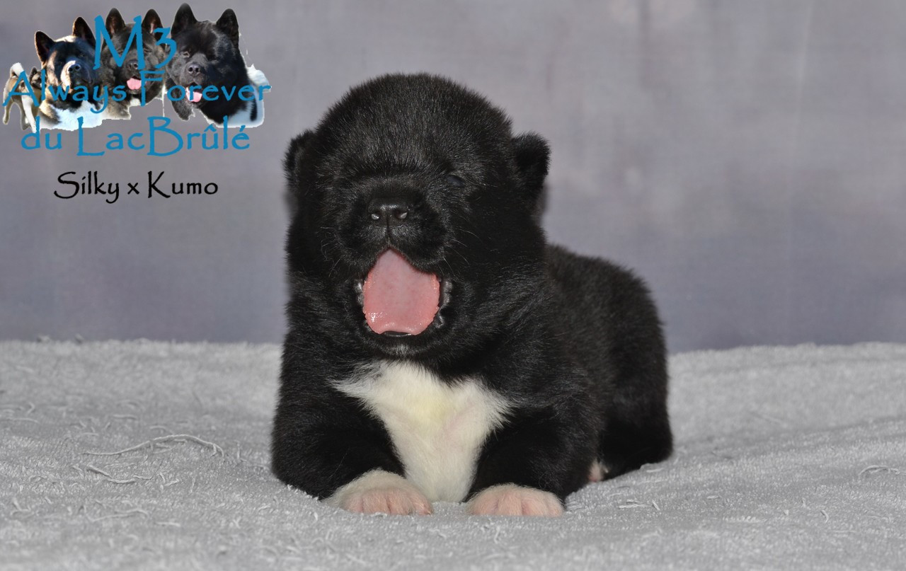 du Lac Brûlé - Chiots disponibles - Akita americain