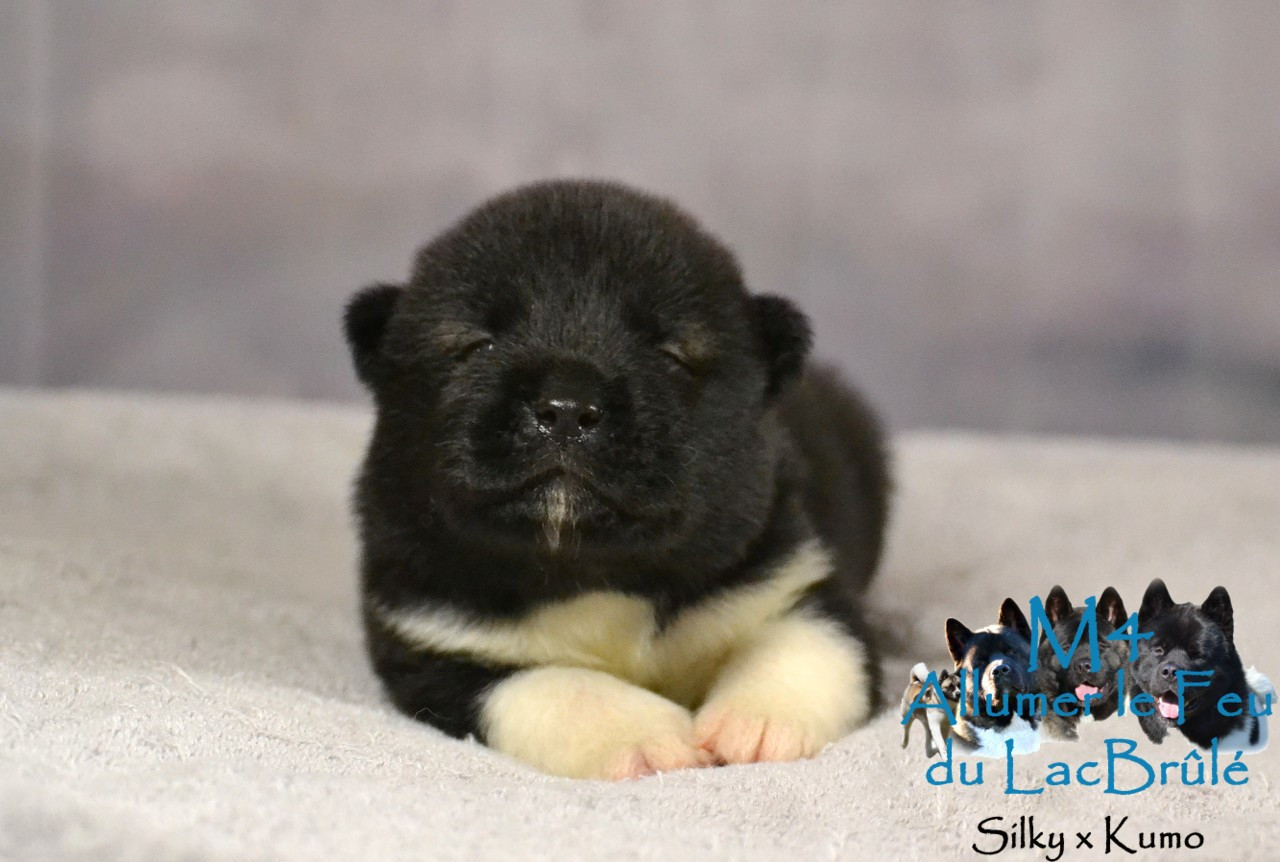 du Lac Brûlé - Chiots disponibles - Akita americain