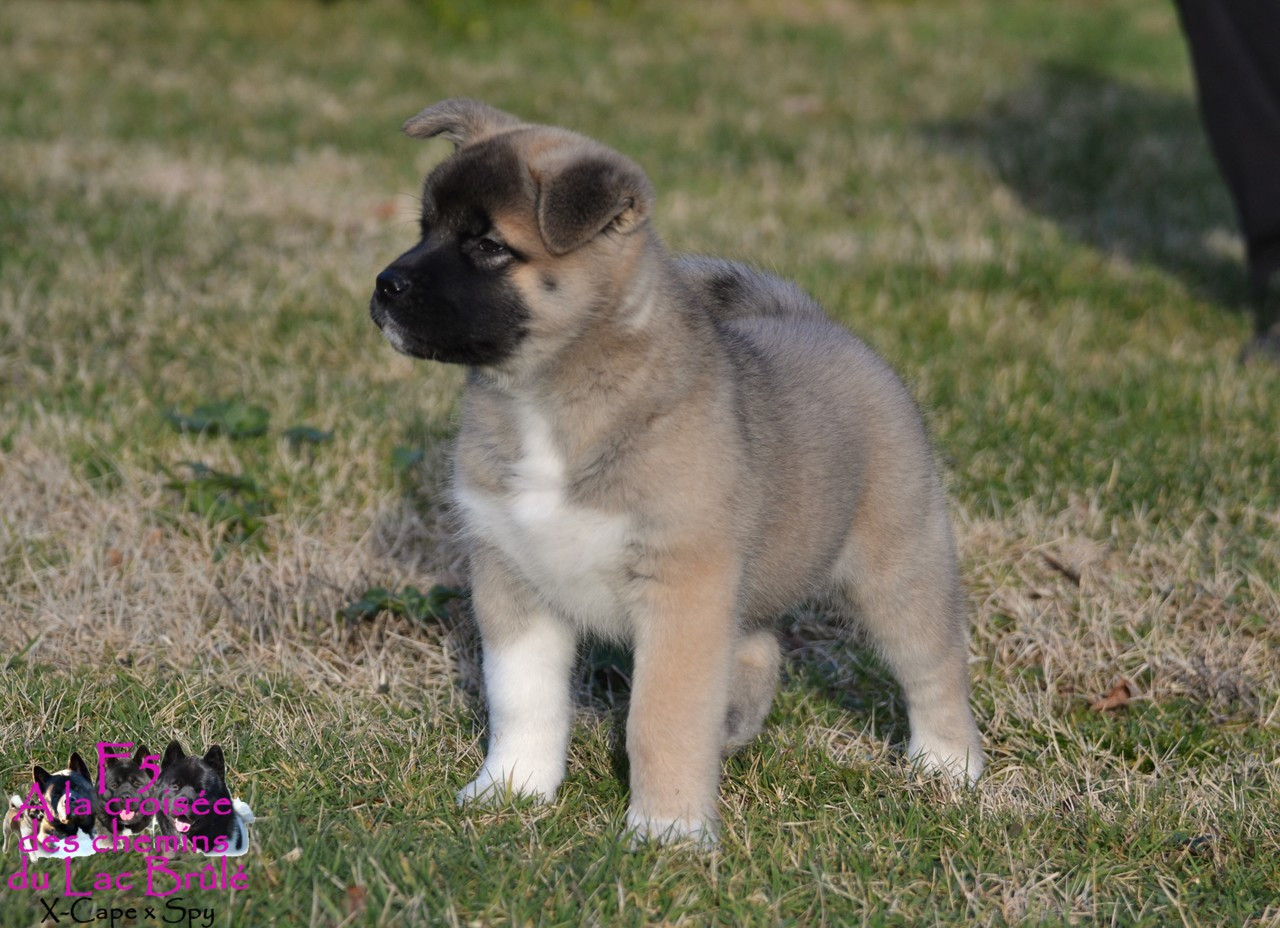 du Lac Brûlé - Chiots disponibles - Akita americain