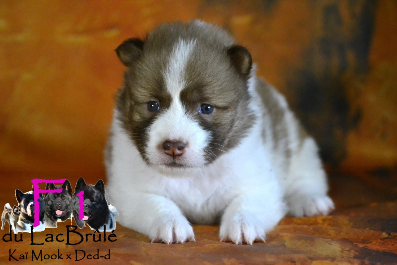 du Lac Brûlé - Chiots disponibles - Bangkaew de Thailande