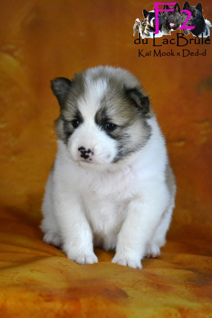 du Lac Brûlé - Chiots disponibles - Bangkaew de Thailande