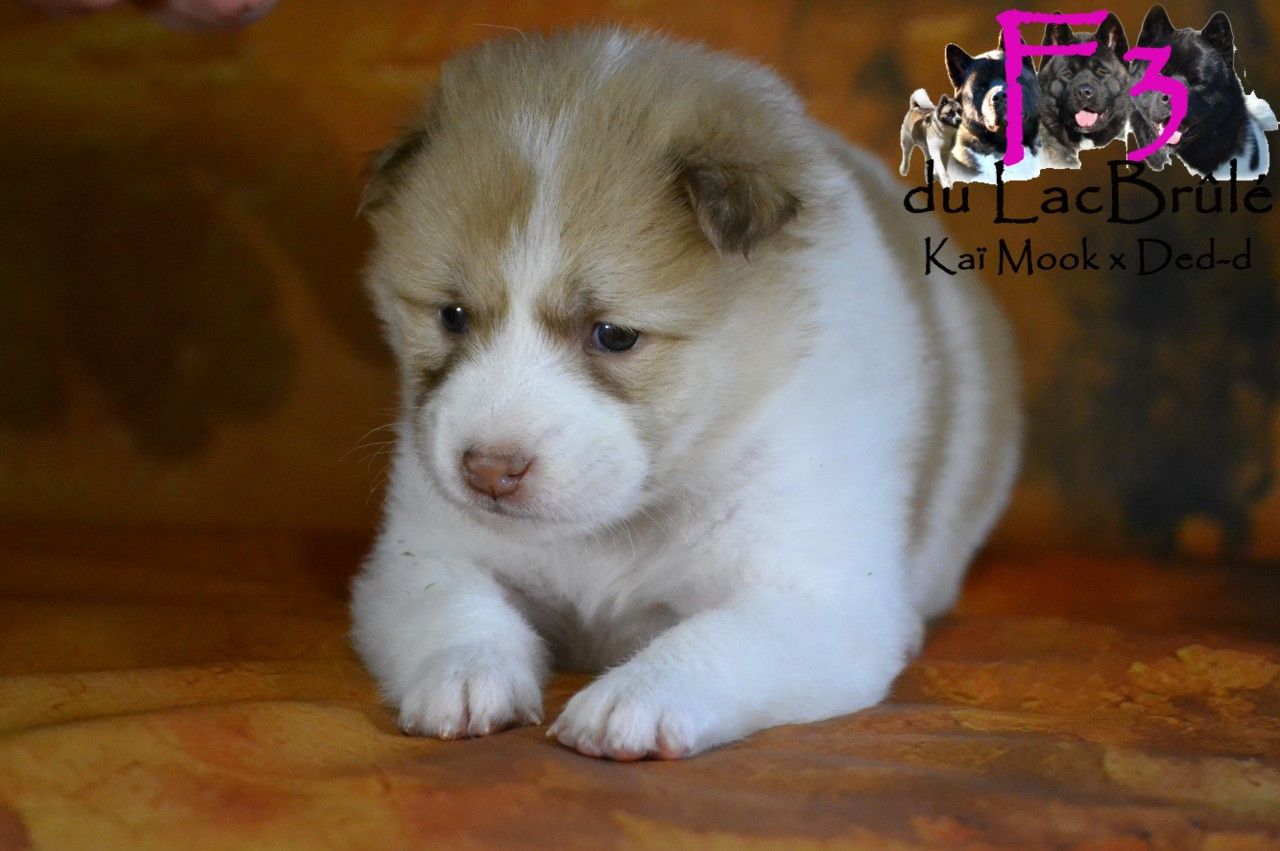 du Lac Brûlé - Chiots disponibles - Bangkaew de Thailande