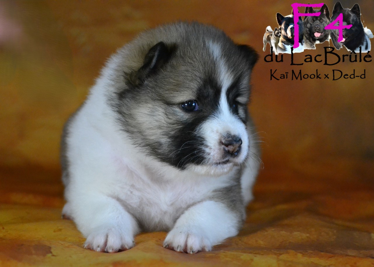 du Lac Brûlé - Chiots disponibles - Bangkaew de Thailande