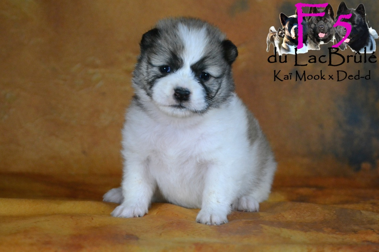 du Lac Brûlé - Chiots disponibles - Bangkaew de Thailande
