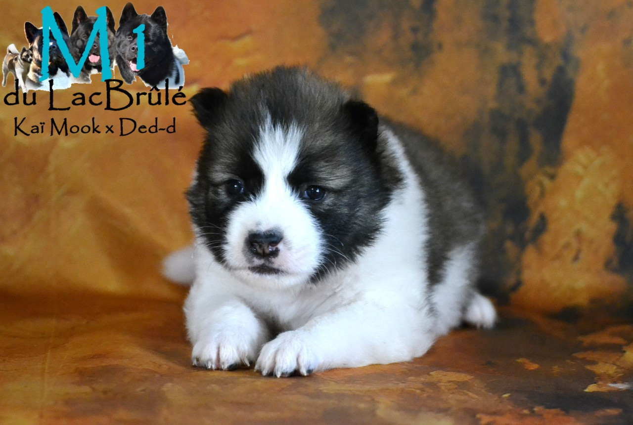 du Lac Brûlé - Chiots disponibles - Bangkaew de Thailande