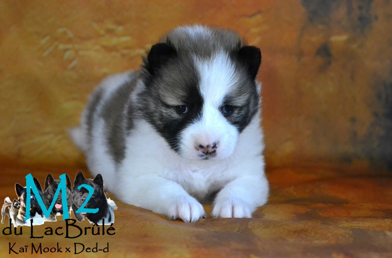 du Lac Brûlé - Chiots disponibles - Bangkaew de Thailande