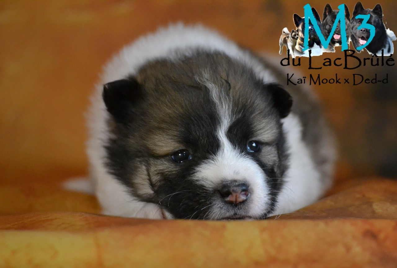 du Lac Brûlé - Chiots disponibles - Bangkaew de Thailande