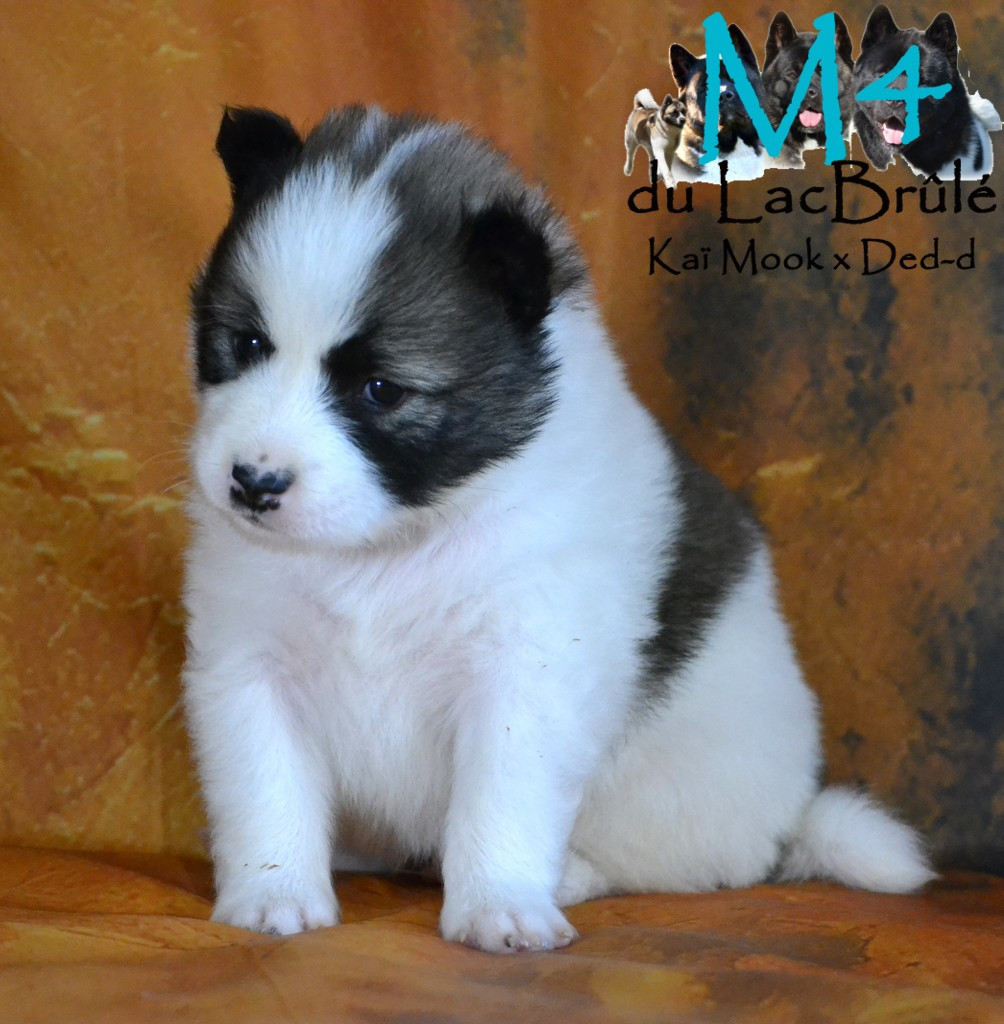 du Lac Brûlé - Chiots disponibles - Bangkaew de Thailande