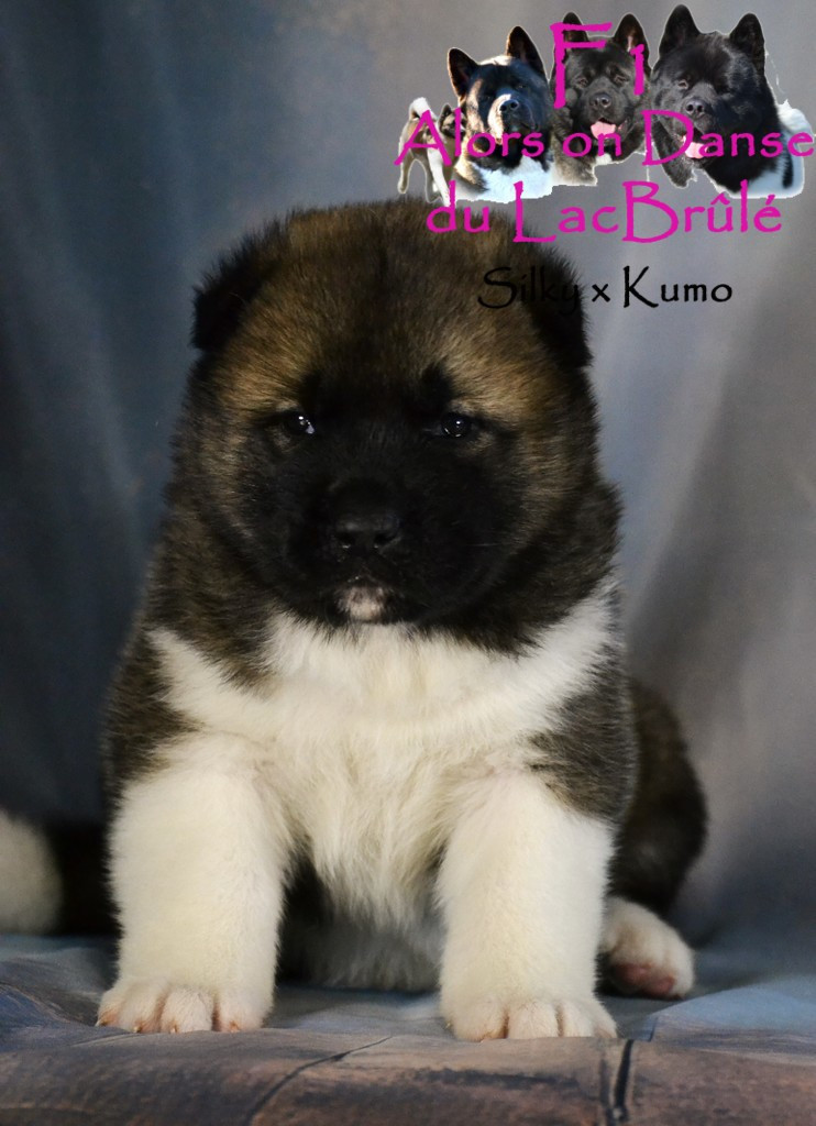 du Lac Brûlé - Chiots disponibles - Akita americain