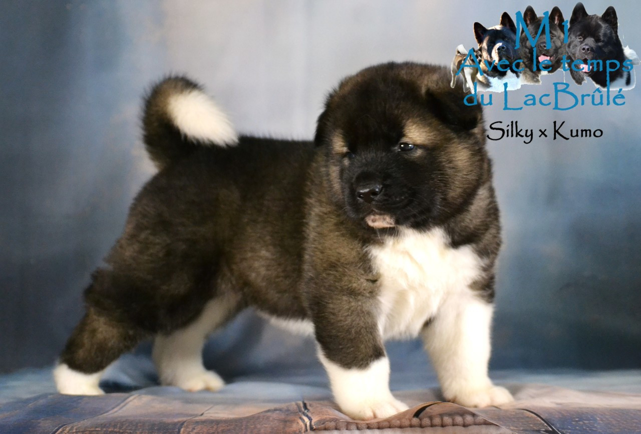 du Lac Brûlé - Chiots disponibles - Akita americain