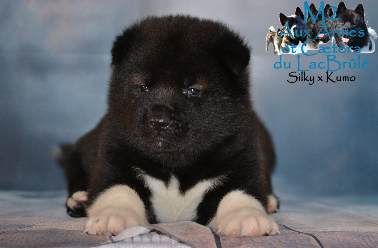 du Lac Brûlé - Chiots disponibles - Akita americain