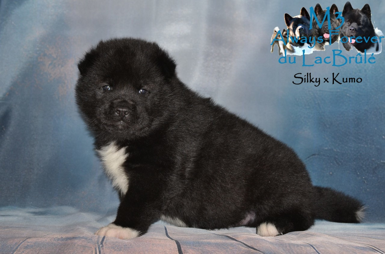 du Lac Brûlé - Chiots disponibles - Akita americain